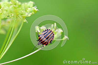 Striped bug Graphosoma lineatum Stock Photo