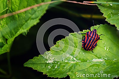 Striped bug on green leaf Stock Photo