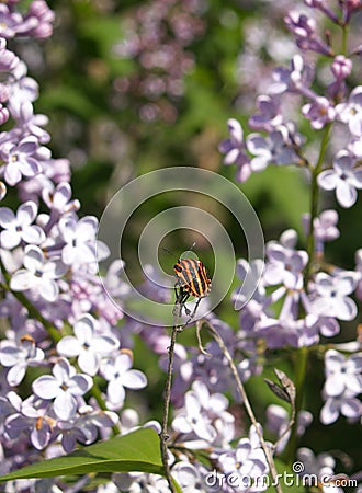 Striped bug on lilac blossom Stock Photo