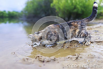 cat catches fish standing on the sandy shore and lowering his face into the water of the pond Stock Photo