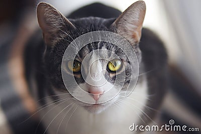 Striped cat with a charming magical look Stock Photo