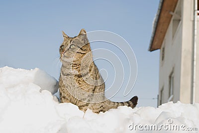 Striped cat climbed on a heap of snow Stock Photo