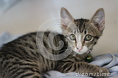 Striped cat face Lovely looking eye-catching pet lying on the floor Stock Photo