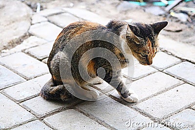 the striped cat glared Stock Photo