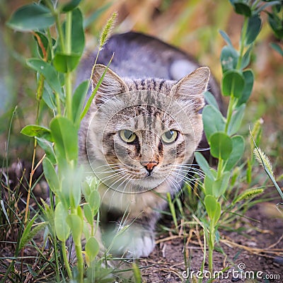 Striped cat is hunting in the grass Stock Photo