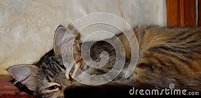 A striped cat lies on the carpet. Domestic cat. Stock Photo