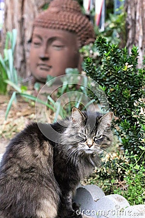 Striped cat resting in front of Buddha Stock Photo