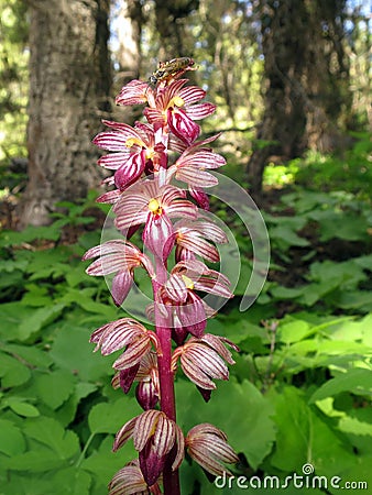 Striped Coralroot - Corallorhiza striata Stock Photo