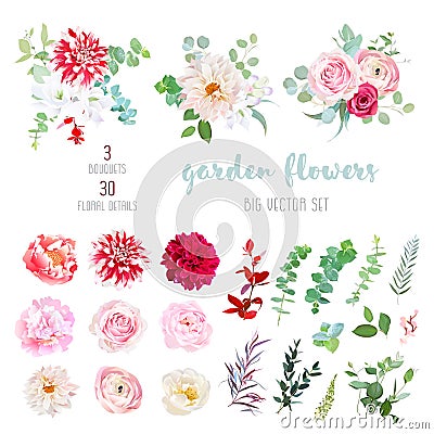 Striped, creamy and burgundy red dahlia, pink ranunculus, rose, Vector Illustration