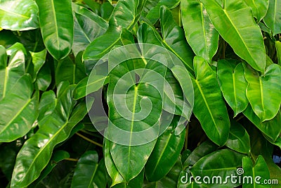 Striped dark green leaf, see patterns clearly. Stock Photo