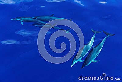 Striped Dolphins of the Carribian Island of Dominica Stock Photo