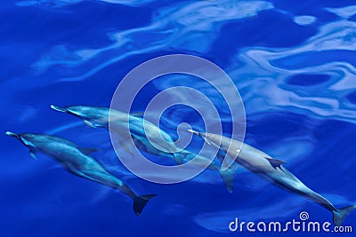 Striped Dolphins of the Carribian Island of Dominica Stock Photo