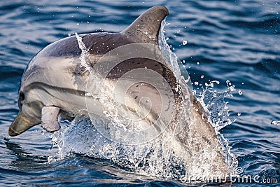 Striped dolphins jumping outside the sea Stock Photo