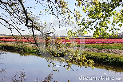 Striped field of beautiful colorful tulips behind water chanel with sky reflections under young green trees. Spring time Stock Photo