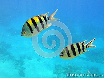 Striped fish Stock Photo