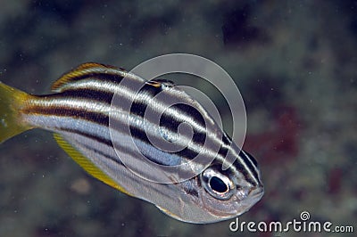 Striped fish Stock Photo