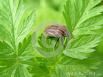 Striped flea beetle Stock Photo