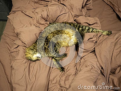 Striped fluffy cat cute sleeps stretching out his paw and ducking his face in a brown bed Stock Photo