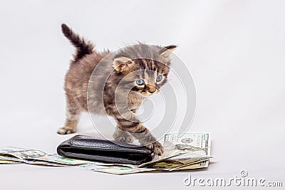 Striped fluffy kitten near money and purse. Cost planning for pu Stock Photo