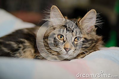 The striped fluffy Siberian cat with yellow big eyes lies resting on a blanket Stock Photo