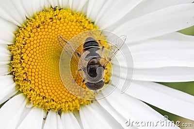 Striped fly Syrphidae - hoverfly collecting nectar from chamomile in the garden Stock Photo