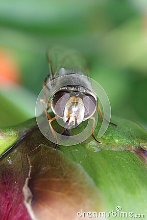 Striped fly Syrphidae - hoverfly collecting nectar from peony in the garden Stock Photo