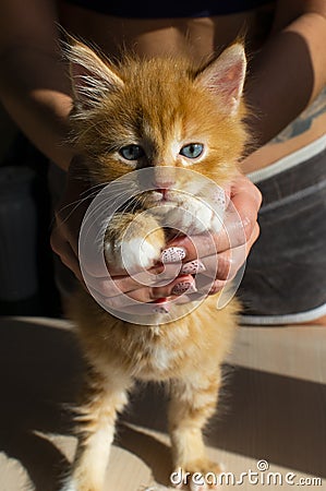 Striped funny red kitten with blue eyes and white paws close-up. Hands hostess hold tight kitten. Animal theme for children Stock Photo