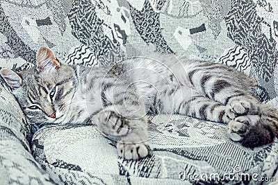 The striped gray cat with blue eyes lying on the chair of similar colors. Master of disguise Stock Photo