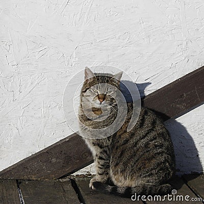 Striped gray cat sits near the white uneven wall Stock Photo
