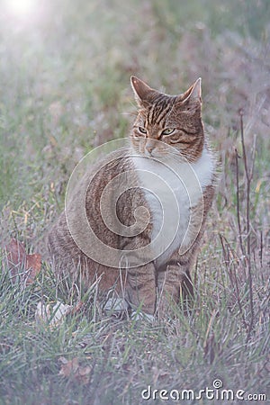 Striped green-eyed cat sits on the green grass Stock Photo