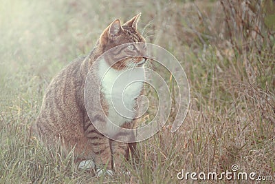 Striped green-eyed cat sits on the green grass Stock Photo