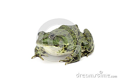 Striped green frog Stock Photo