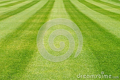 Striped green grass lawn background Stock Photo