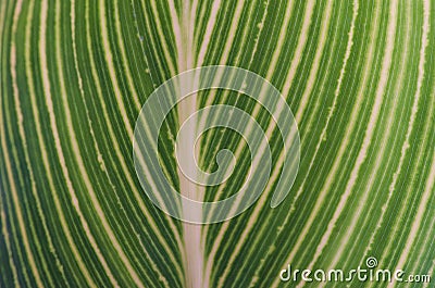 Striped green leaf texture Stock Photo
