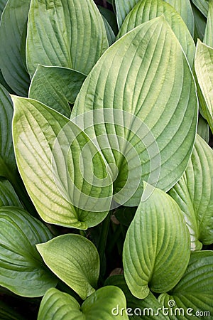 Striped Green Leaves Stock Photo