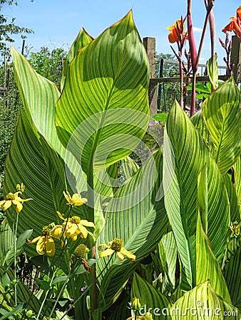 Striped Green Leaves in the Garden in Summer Stock Photo