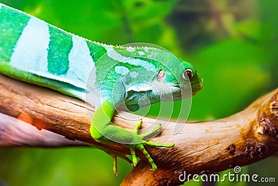 Striped green lizard on the tree in the forest Stock Photo