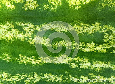 Striped green texture of the watermelon Stock Photo