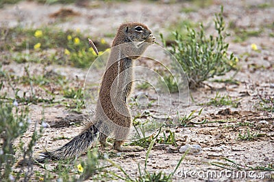 Striped Ground Squirrel, Xerus erythropus on the blooming desert of Kalahari, South Africa Stock Photo