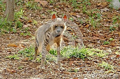 Striped hyena Stock Photo