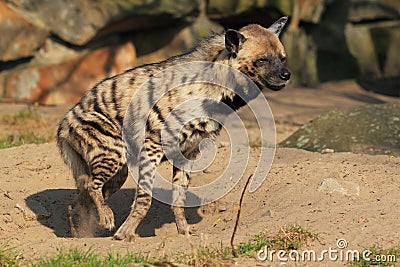 Striped hyena Stock Photo