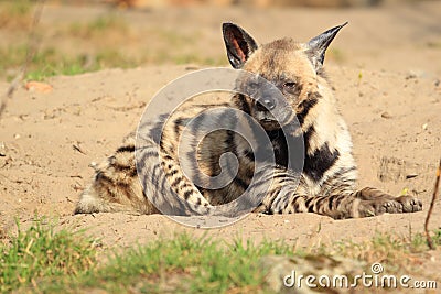 Striped hyena Stock Photo