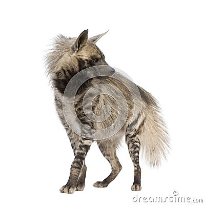 Striped Hyena - Hyaena hyaena Stock Photo