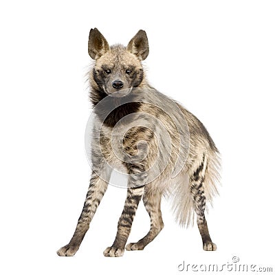 Striped Hyena - Hyaena hyaena Stock Photo