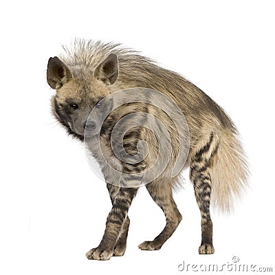 Striped Hyena - Hyaena hyaena Stock Photo