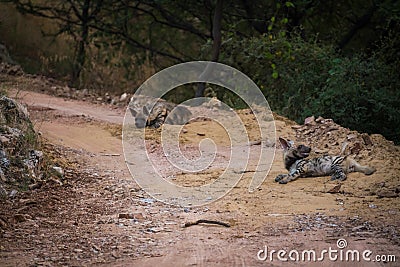 Striped hyena Hyaena hyaena pair closeup resting in a cool place and shade with green background Stock Photo