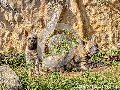 striped hyena, Hyaena hyaena sultana, lies on the ground with a full-grown cub Stock Photo