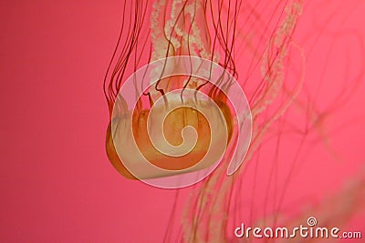 Striped jellyfish, pink background Stock Photo