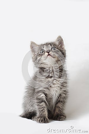 Striped kitten Stock Photo