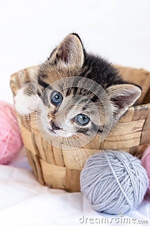 Striped kitten sitting in basket with pink and grey balls skeins of thread on white bed. Cute little cat. Vertical Stock Photo